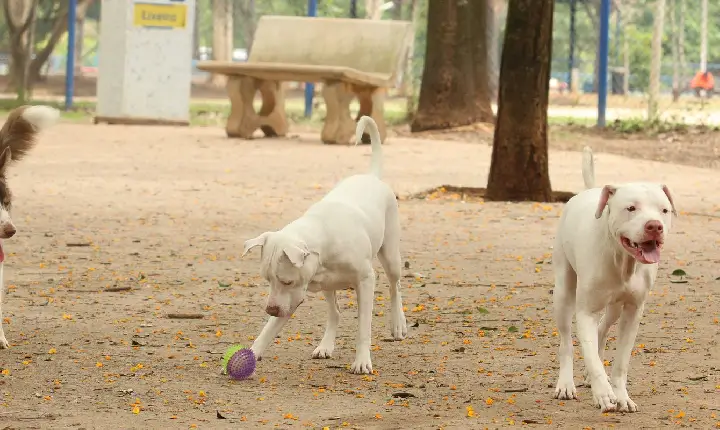 Estatuto dos Cães e Gatos prevê penas para quem maltratar animais