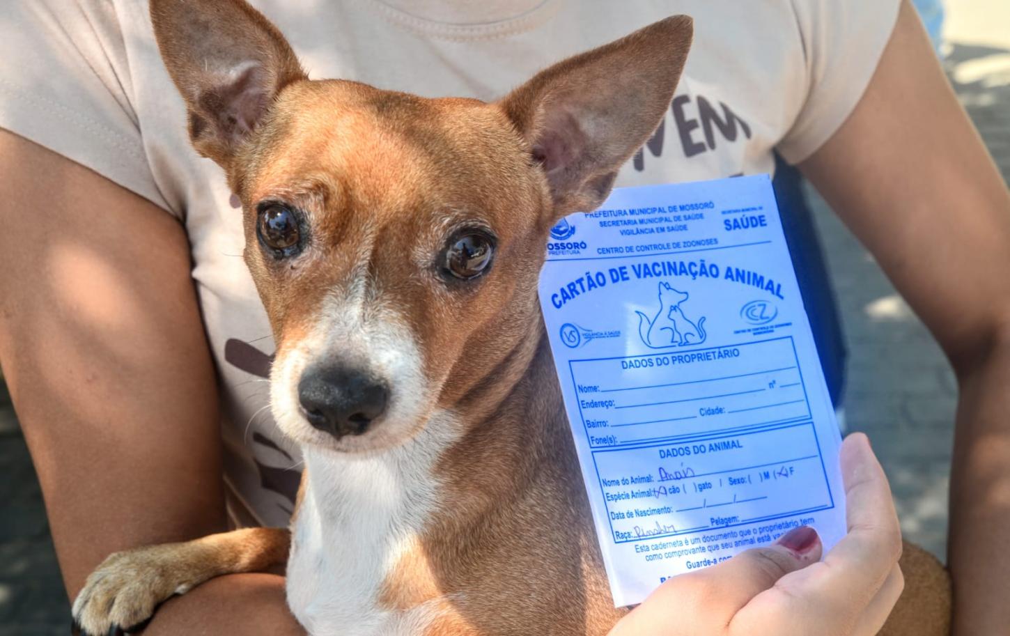 Mossoró realizará “Dia D” de vacinação antirrábica no sábado (18)