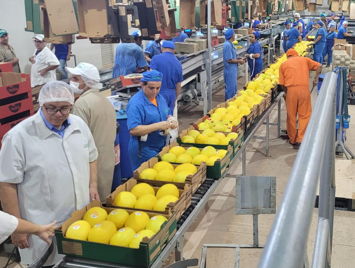 Missão técnica da Malásia visita plantações de melão em Mossoró para fechar acordo de exportação da fruta
