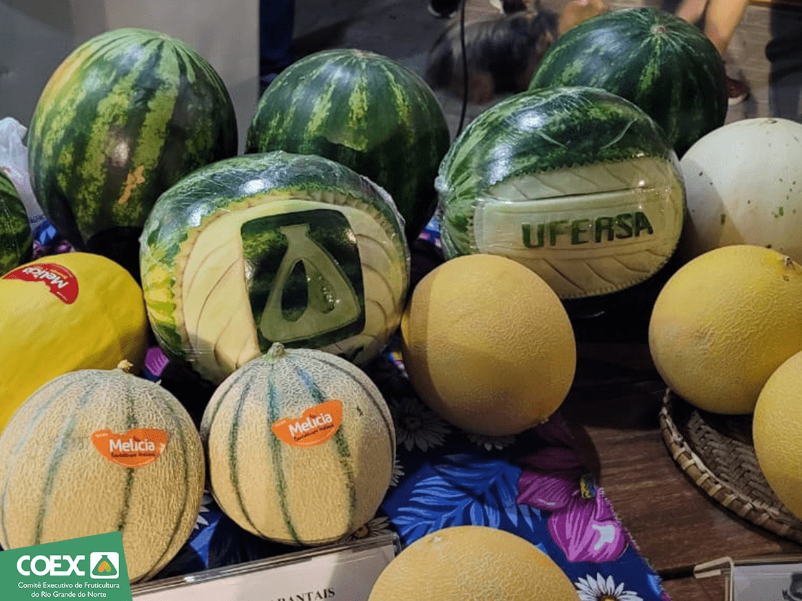Safra 2024/2025 deve ter incremento de 24 mil toneladas na exportação de melão e melancia
